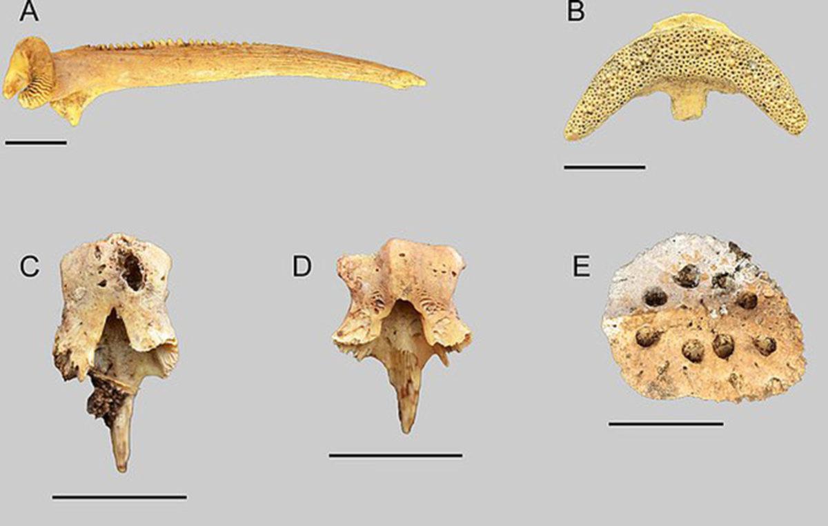 Sahra Çölü’nde 12.000 Yıllık Balık Fosilleri Bulundu