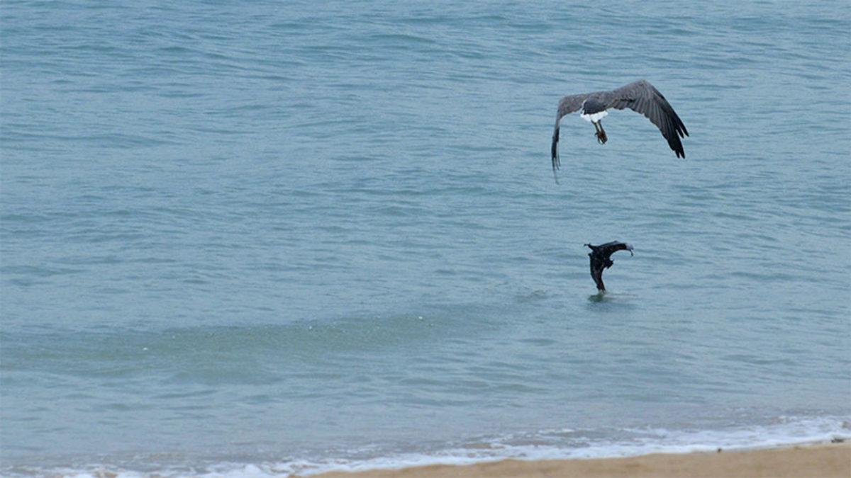 Bir Kartal, Yakaladığı Yarasayı Defalarca Denize Attı (Video)