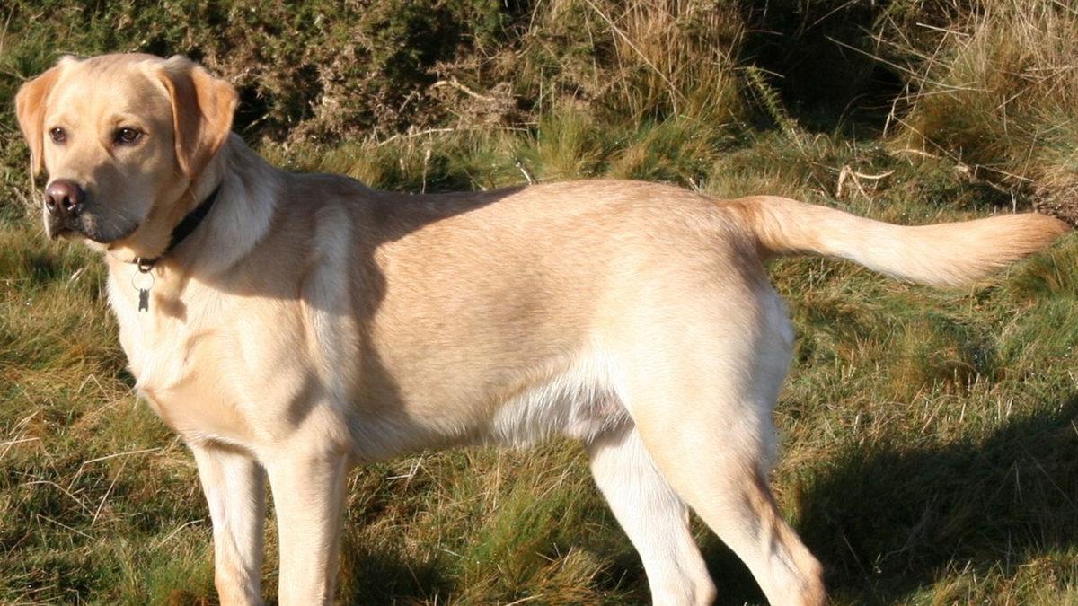 Labrador Retriever Hakkında 13 Bilimsel Gerçek