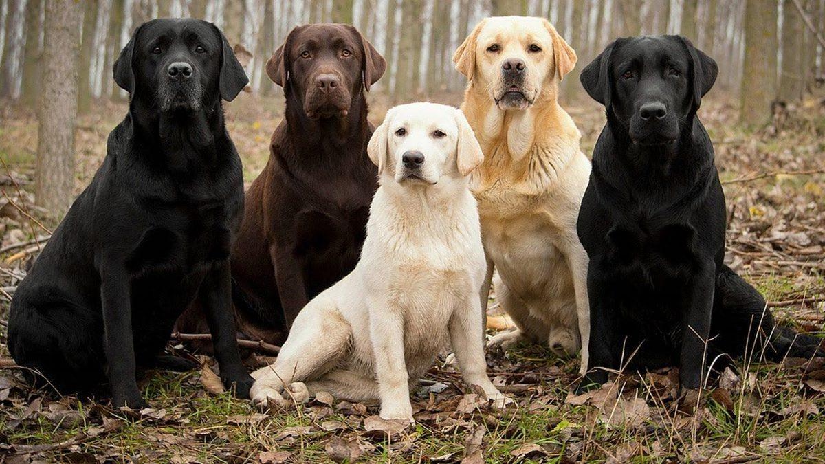 Labrador Retriever Hakkında 13 Bilimsel Gerçek