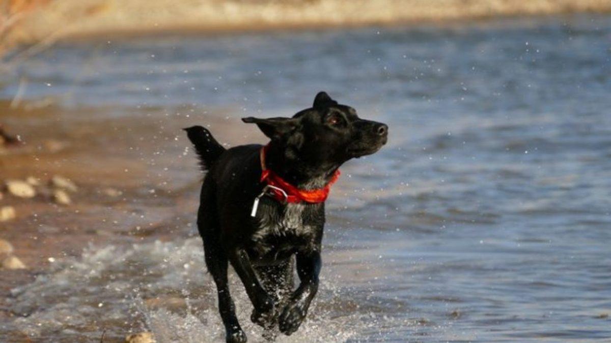 Labrador Retriever Hakkında 13 Bilimsel Gerçek