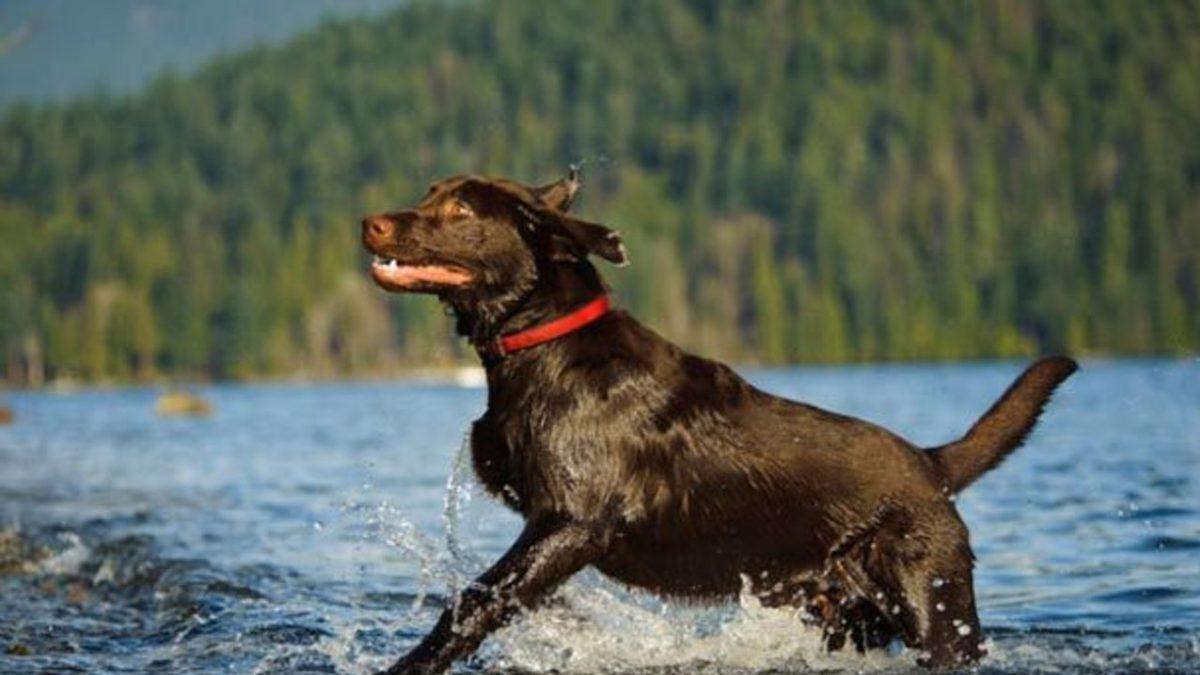 Labrador Retriever Hakkında 13 Bilimsel Gerçek