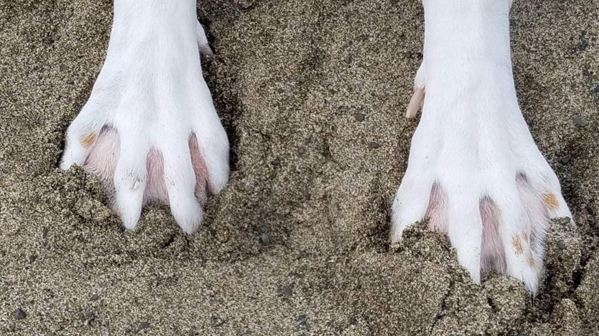 Labrador Retriever Hakkında 13 Bilimsel Gerçek