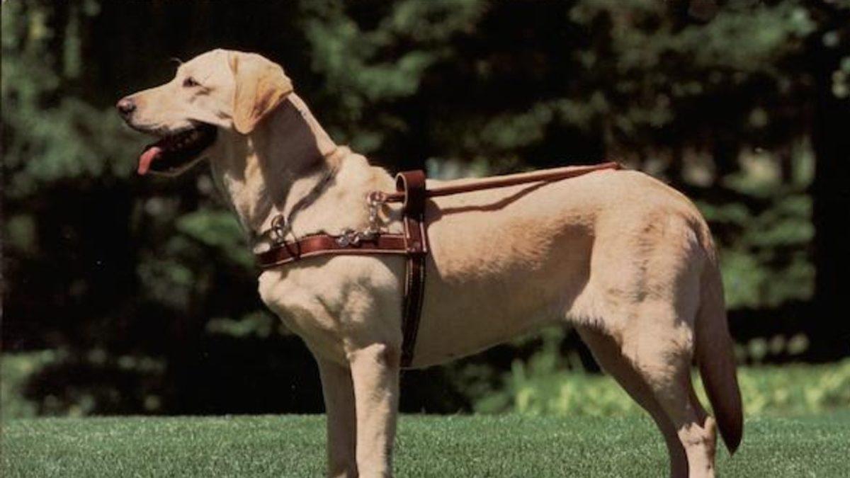 Labrador Retriever Hakkında 13 Bilimsel Gerçek