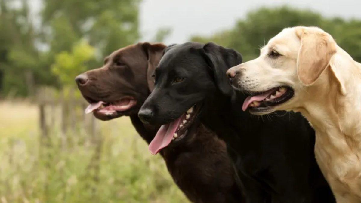 Labrador Retriever Hakkında 13 Bilimsel Gerçek