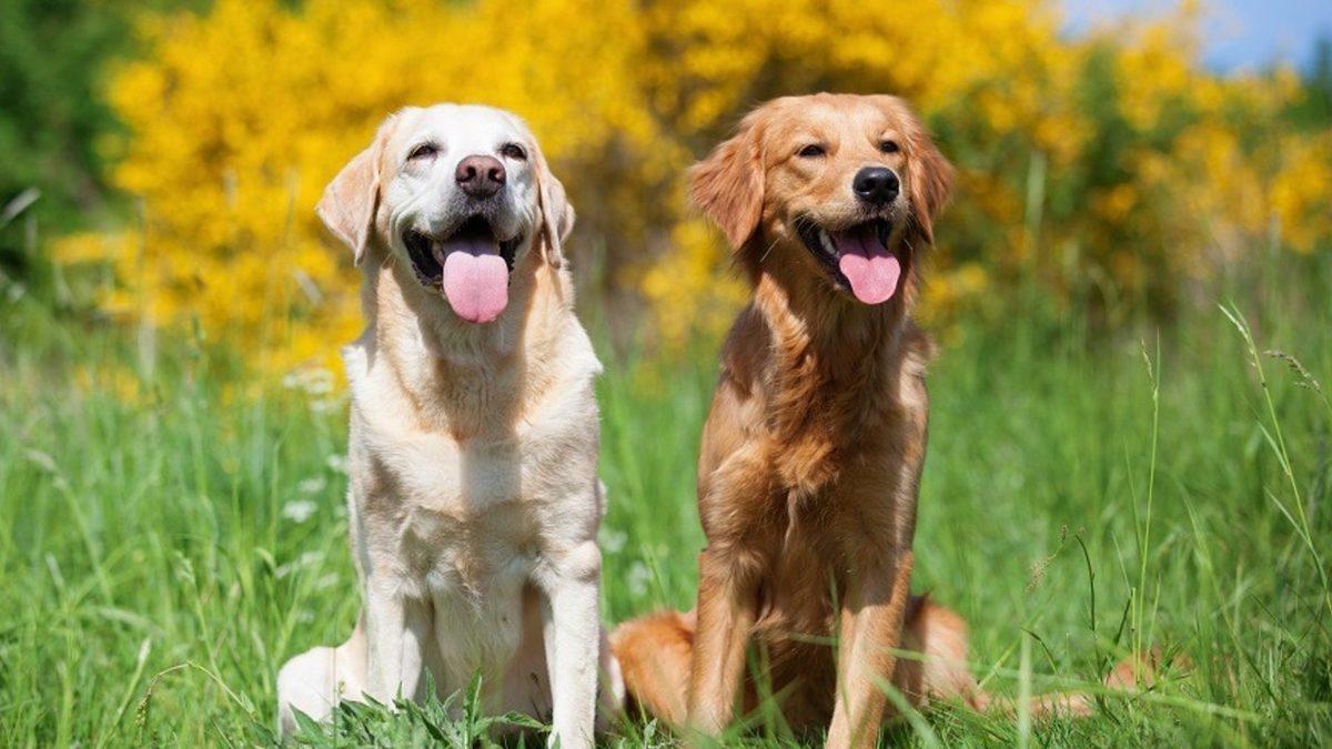 Labrador Retriever Hakkında 13 Bilimsel Gerçek