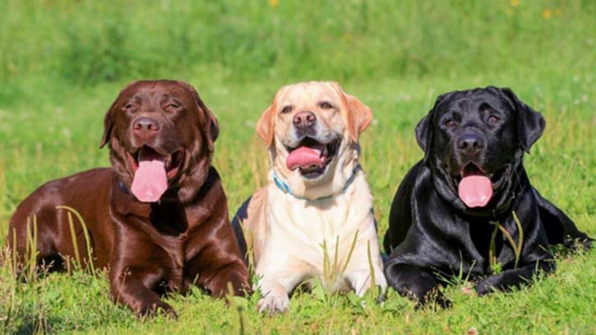 Labrador Retriever Hakkında 13 Bilimsel Gerçek