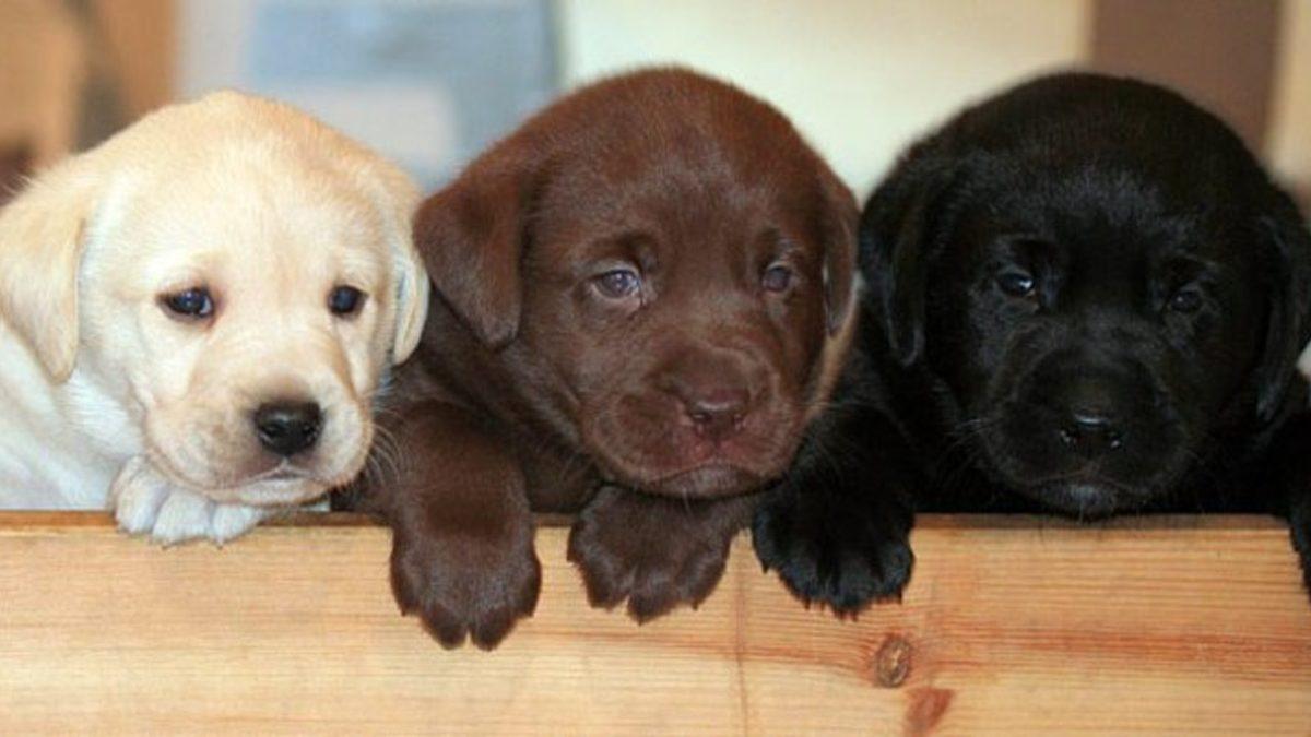 Labrador Retriever Hakkında 13 Bilimsel Gerçek