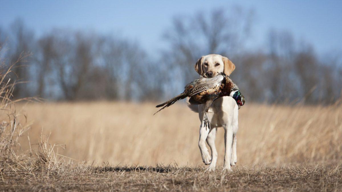 Labrador Retriever Hakkında 13 Bilimsel Gerçek