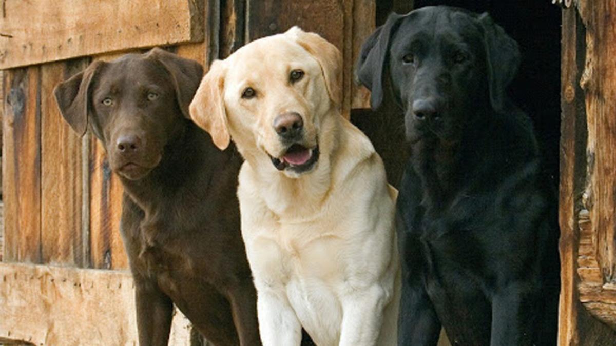 Labrador Retriever Hakkında 13 Bilimsel Gerçek