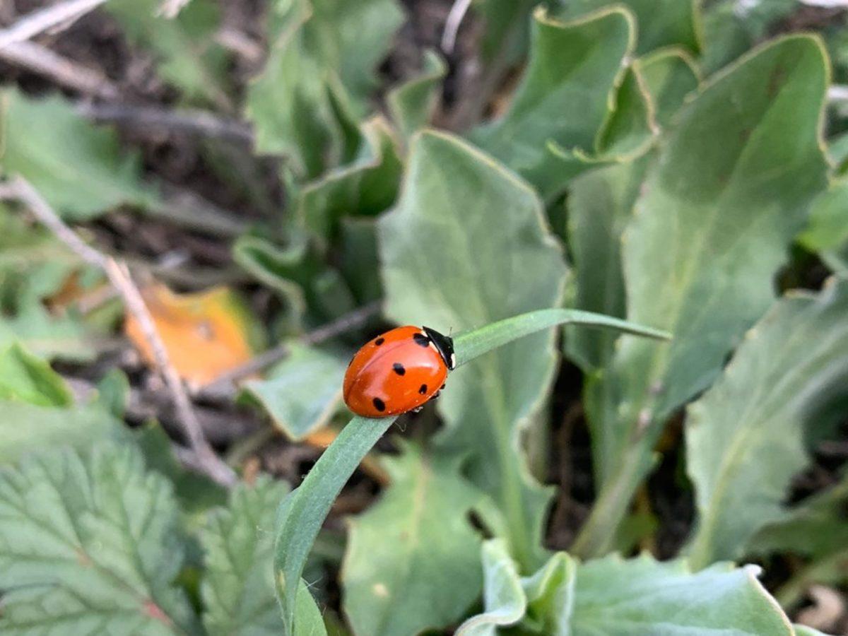 Apple, Türk Çocuklar Tarafından Çekilen Fotoğraflarla 23 Nisan’ı Kutladı
