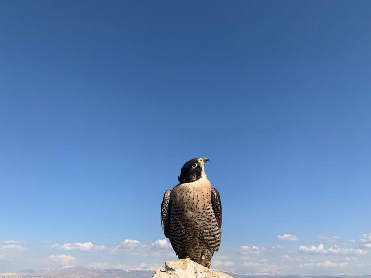 Apple, Türk Çocuklar Tarafından Çekilen Fotoğraflarla 23 Nisan’ı Kutladı