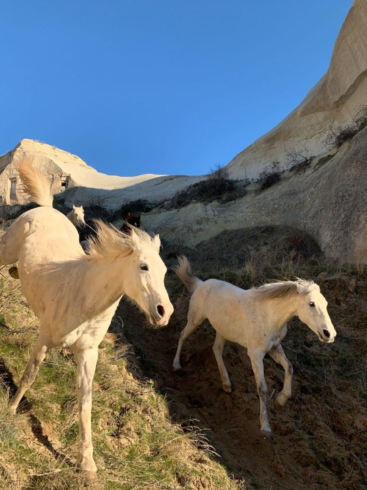 Apple, Türk Çocuklar Tarafından Çekilen Fotoğraflarla 23 Nisan’ı Kutladı