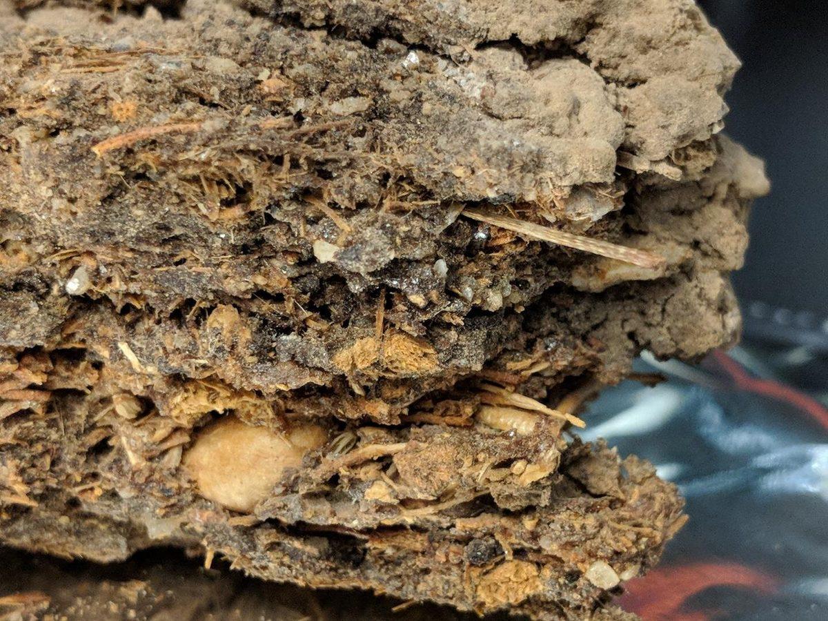 Eski Fare Yuvalarından Alınan DNA’lar, Dünyanın Geçmişine Işık Tutacak