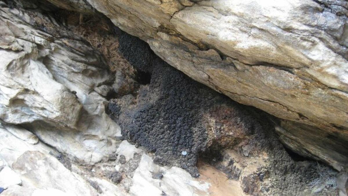 Eski Fare Yuvalarından Alınan DNA’lar, Dünyanın Geçmişine Işık Tutacak