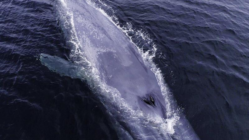 Neslinin Tükenme Tehlikesi Bulunan Mavi Balina Sayısı Artmaya Başladı