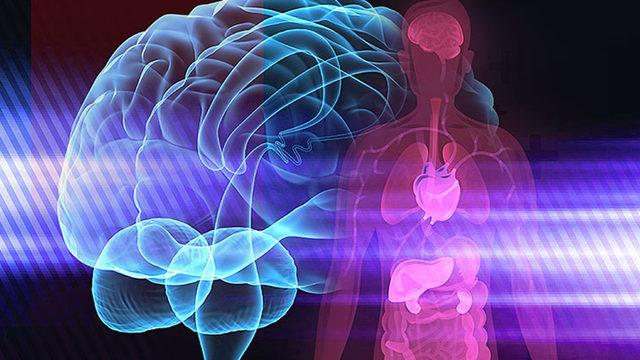 Bilim İnsanları, Beyin ve Vücut İlişkisine Işık Tutacak Yeni Bulgular Keşfetti