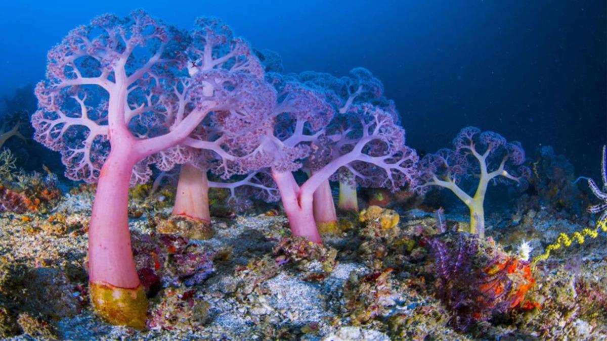 Microsoft, Windows 10 için 4K Çözünürlüklü Duvar Kağıdı Paketi Yayınladı