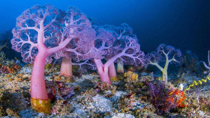 Microsoft, Windows 10 için 4K Çözünürlüklü Duvar Kağıdı Paketi Yayınladı