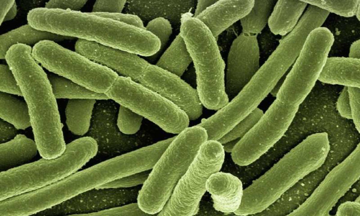 E. coli Bakterisinin Süper Bakteri Versiyonu Bağırsaklarımızı Nasıl Ele Geçiriyor?