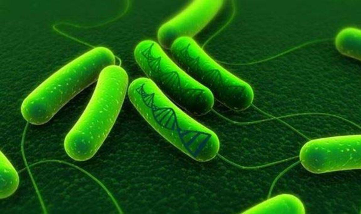 E. coli Bakterisinin Süper Bakteri Versiyonu Bağırsaklarımızı Nasıl Ele Geçiriyor?