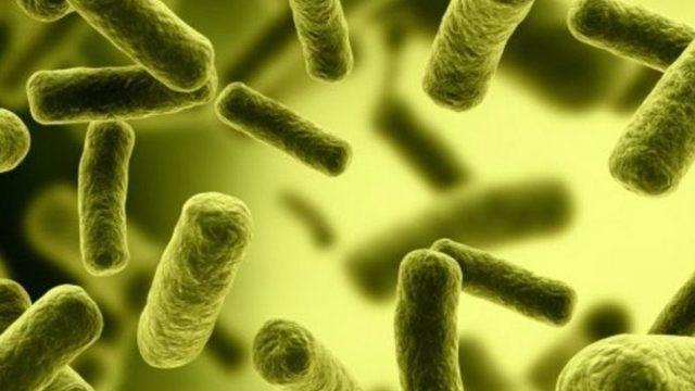 E. coli Bakterisinin Süper Bakteri Versiyonu Bağırsaklarımızı Nasıl Ele Geçiriyor?