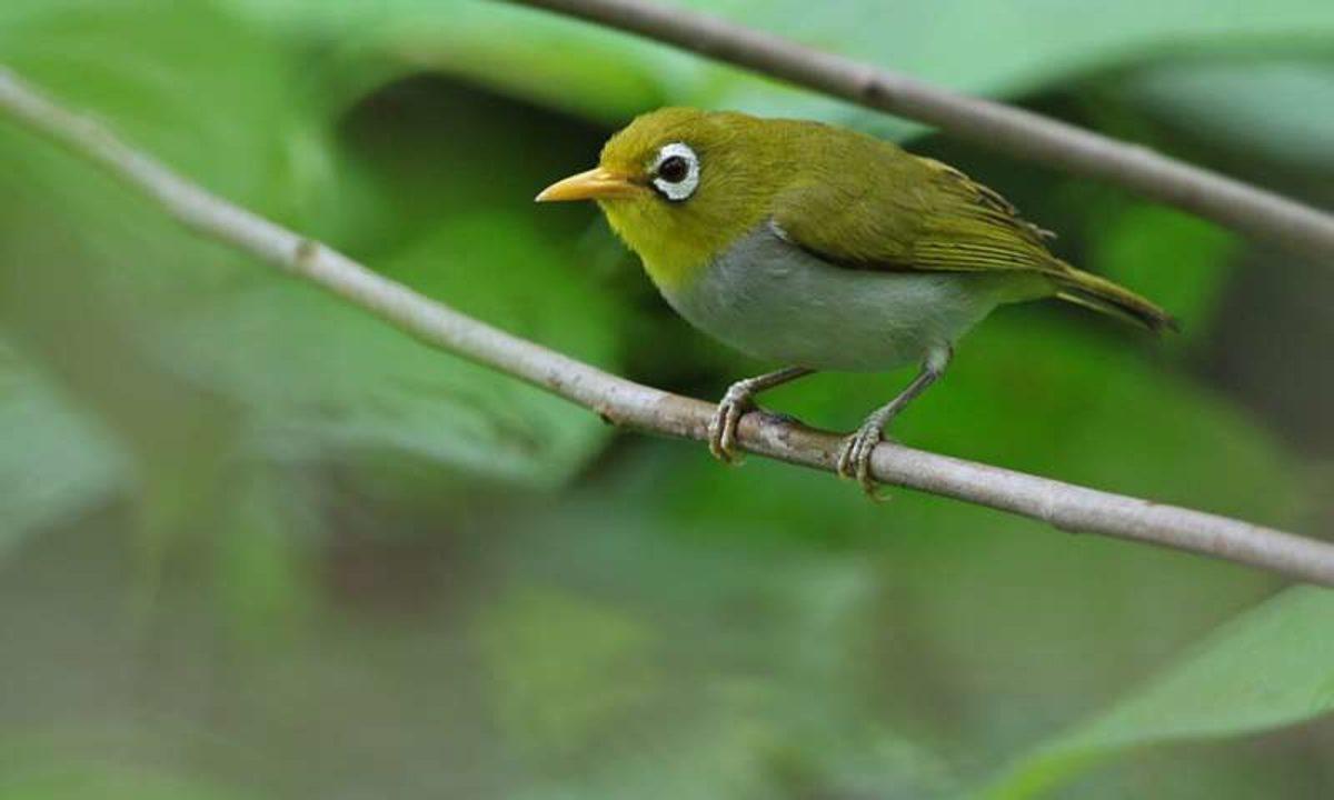 Endonezya’da İki Yeni Kuş Türü Keşfedildi