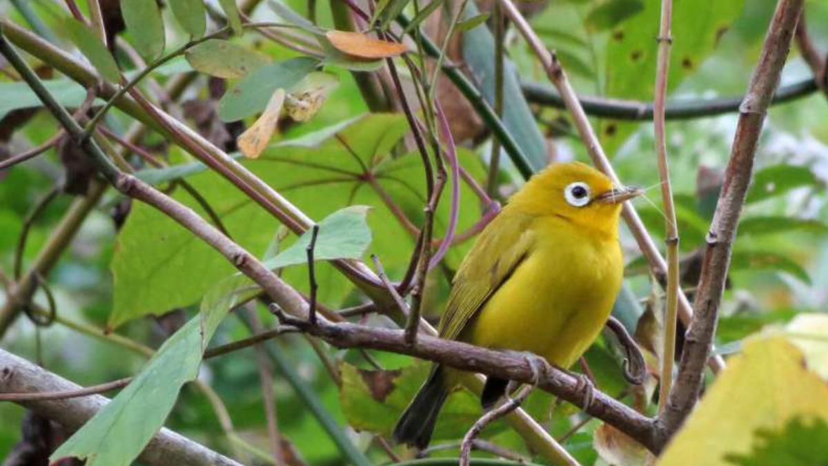Endonezya’da İki Yeni Kuş Türü Keşfedildi