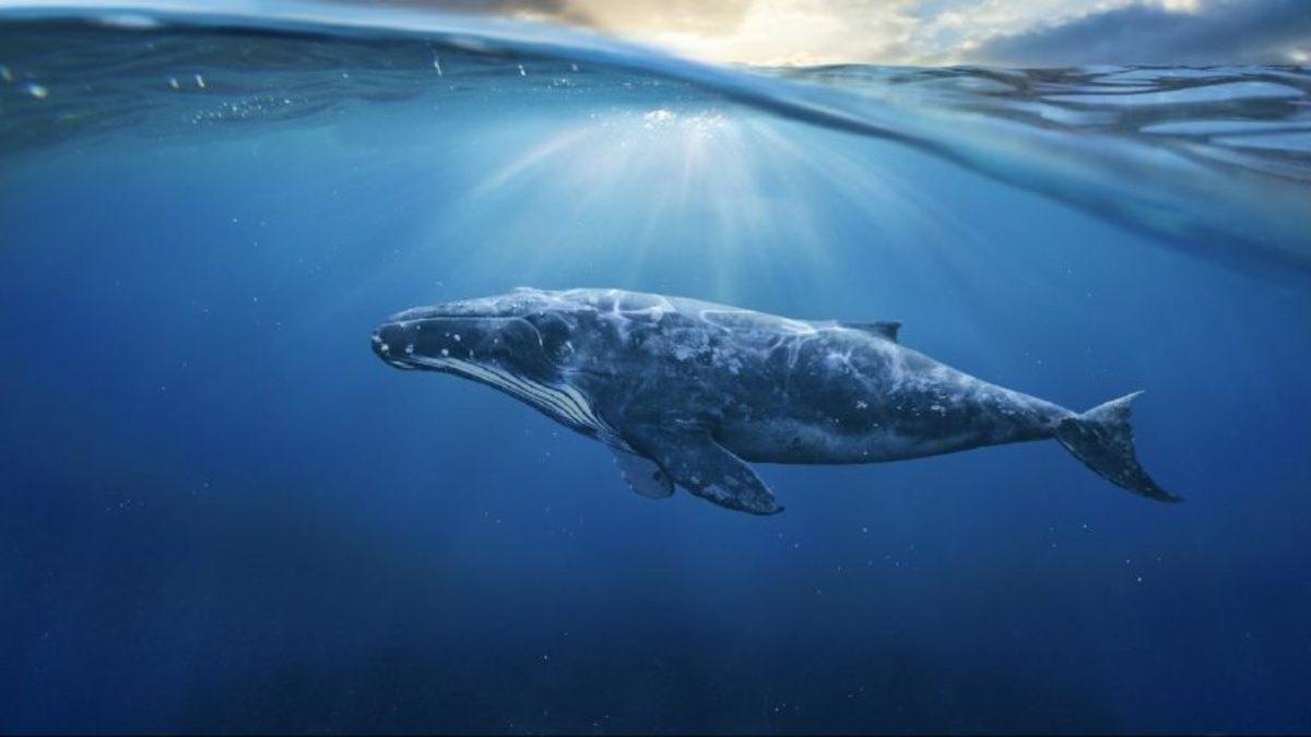 İki Kızın İntihar Girişiminde Mavi Balina’dan Şüpheleniliyor