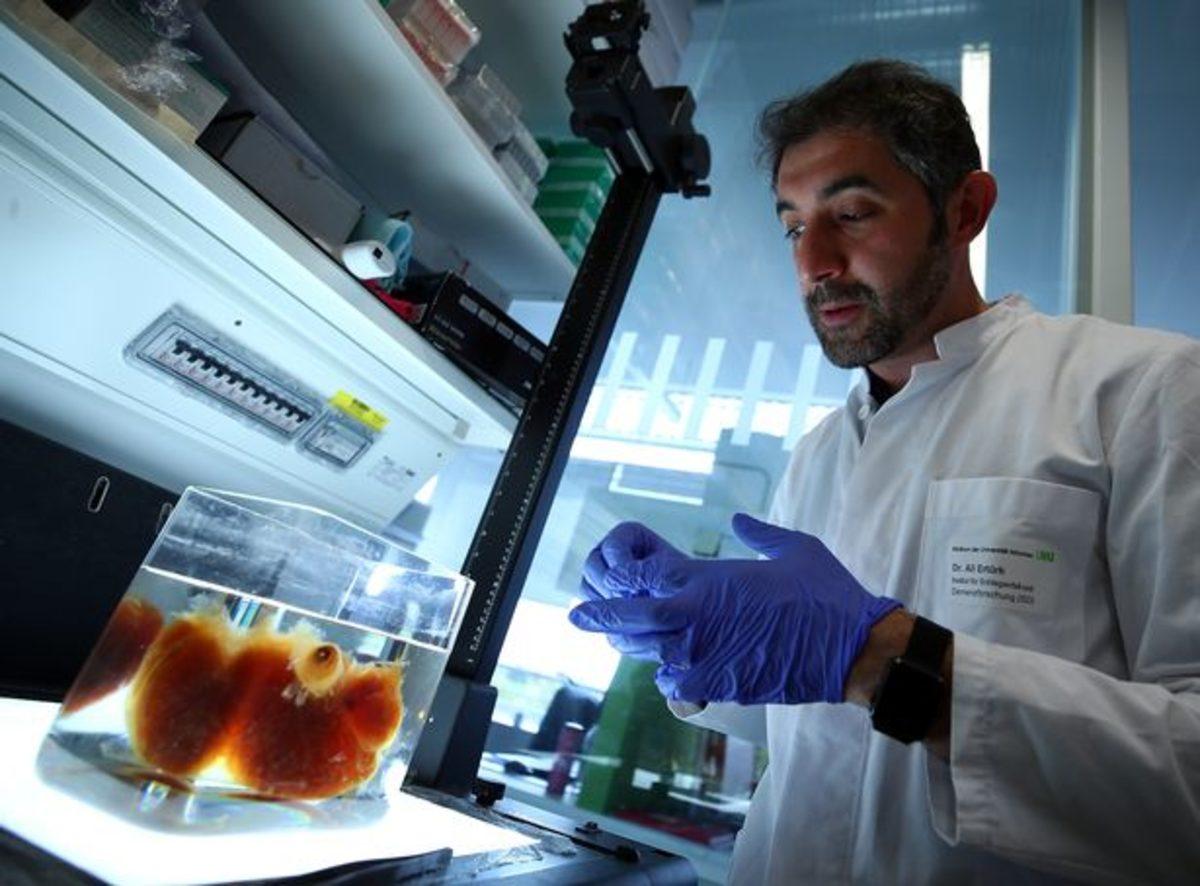 Bilim İnsanları, ’Transparan’ İnsan Organları Üretti