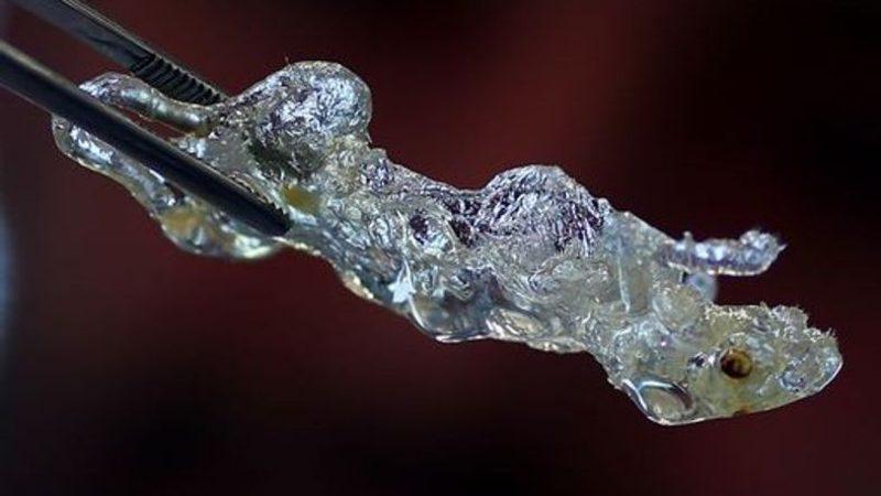 Bilim İnsanları, ’Transparan’ İnsan Organları Üretti