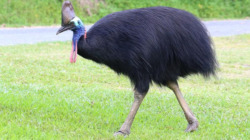 Sahibini Öldüren ’Katil’ Kuş, Sahibinin Vasiyeti Üzerine Açık Artırmayla Satılacak