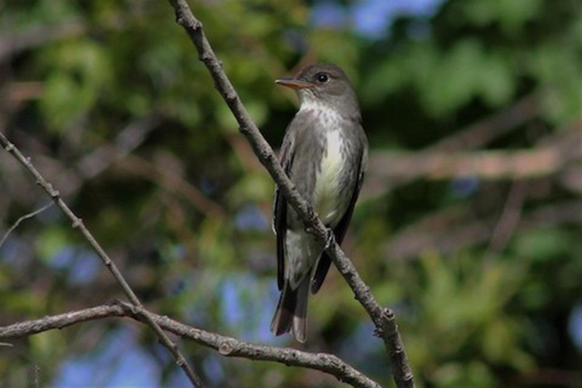 Risk Altındaki Türlerin Korunmasında Kuş Sesleri Kullanılabilir