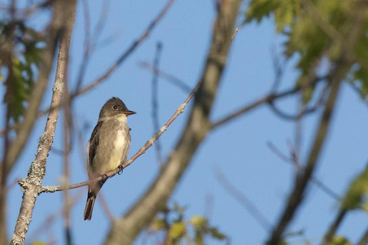 Risk Altındaki Türlerin Korunmasında Kuş Sesleri Kullanılabilir