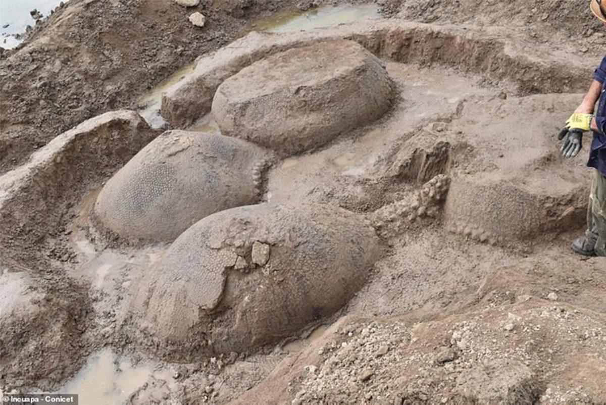 Araba Büyüklüğünde Bir Armadillo Fosili Bulundu