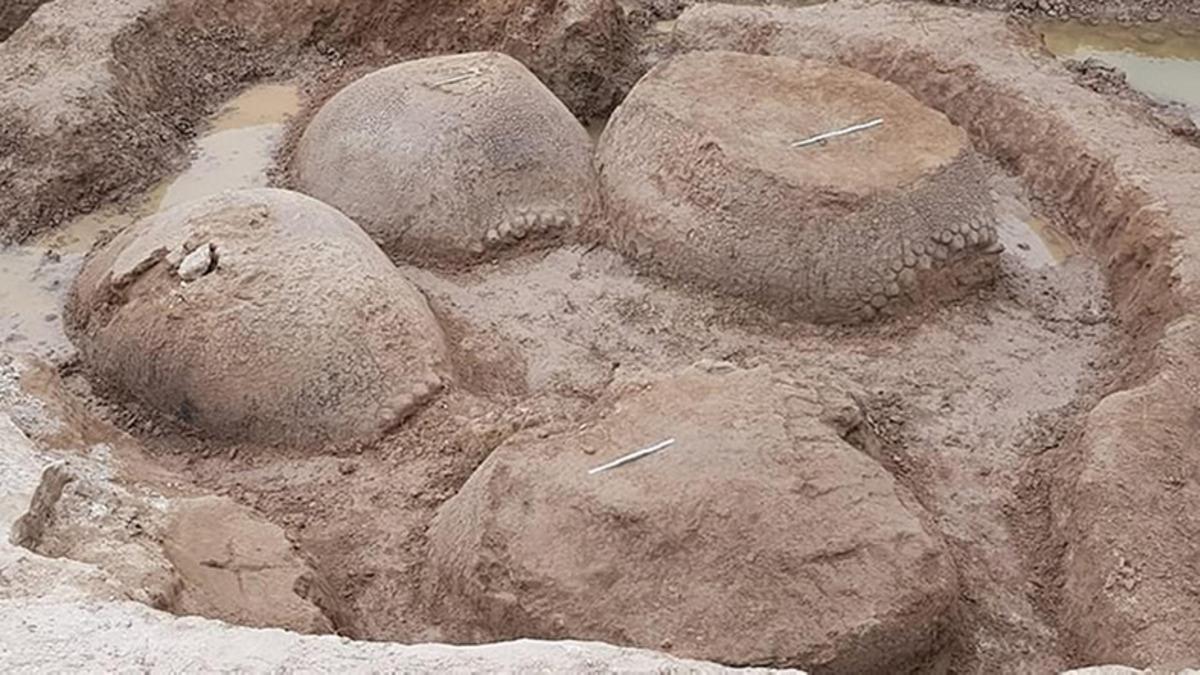 Araba Büyüklüğünde Bir Armadillo Fosili Bulundu