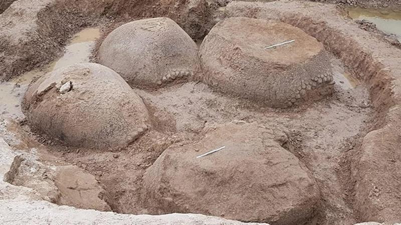 Araba Büyüklüğünde Bir Armadillo Fosili Bulundu