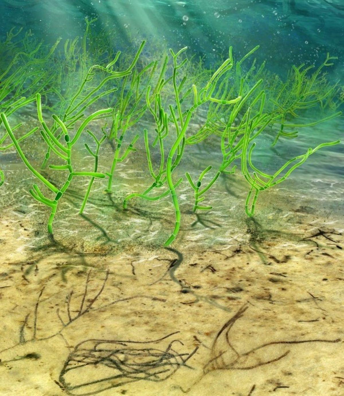 1 Milyar Yıllık, Dünyanın En Eski Deniz Yosunu Fosilleri Bulundu