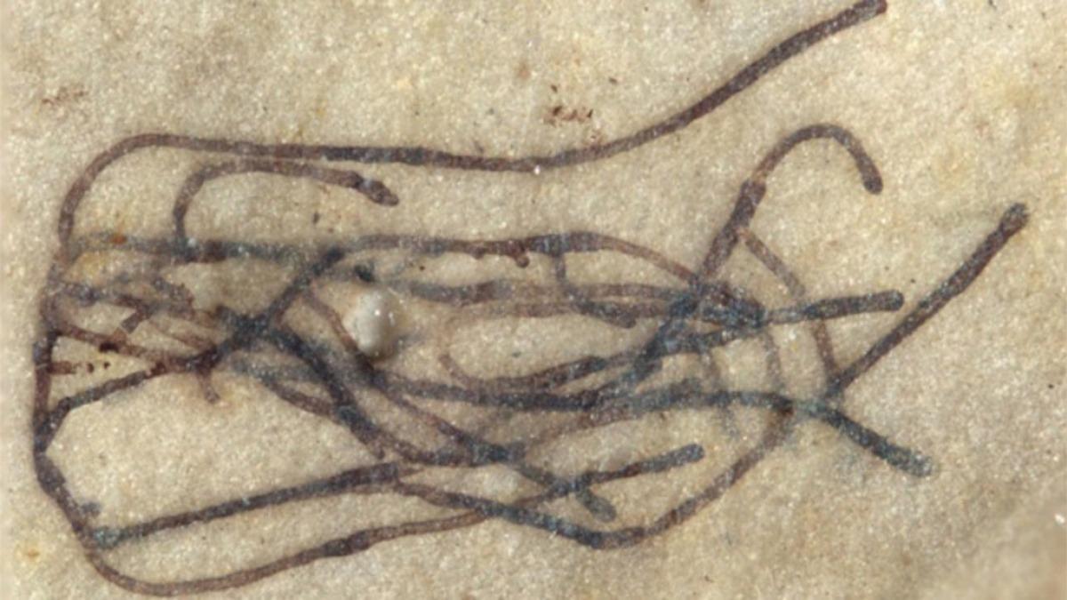 1 Milyar Yıllık, Dünyanın En Eski Deniz Yosunu Fosilleri Bulundu