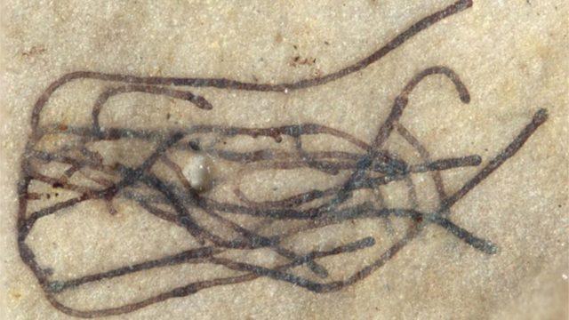 1 Milyar Yıllık, Dünyanın En Eski Deniz Yosunu Fosilleri Bulundu