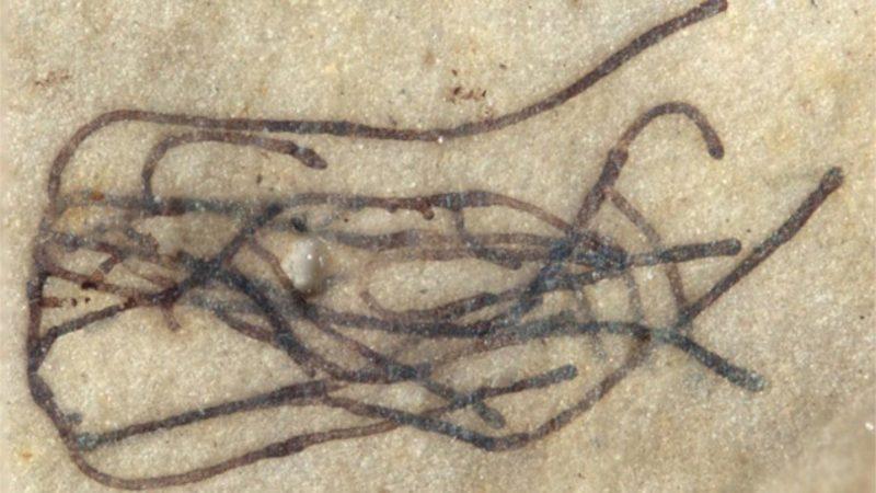 1 Milyar Yıllık, Dünyanın En Eski Deniz Yosunu Fosilleri Bulundu