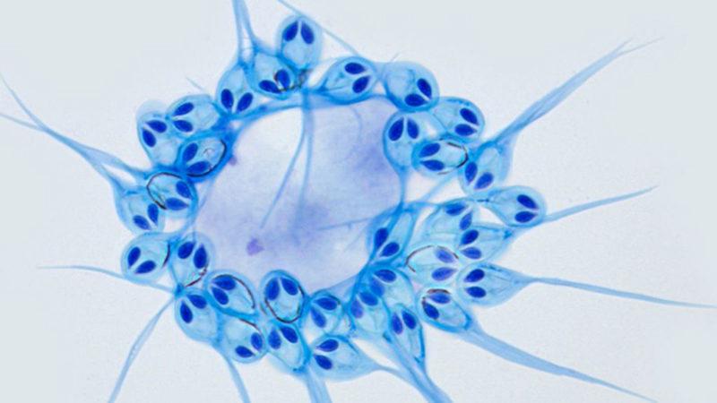 Bilim İnsanları İlk Kez, Hiç Solunum Yapmayan Bir Canlı Keşfetti