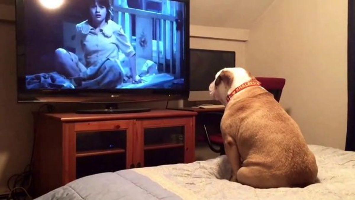 Araştırmacılar, Köpeklerin Televizyon Ekranına İlgilerini Bilimsel Olarak Açıkladılar