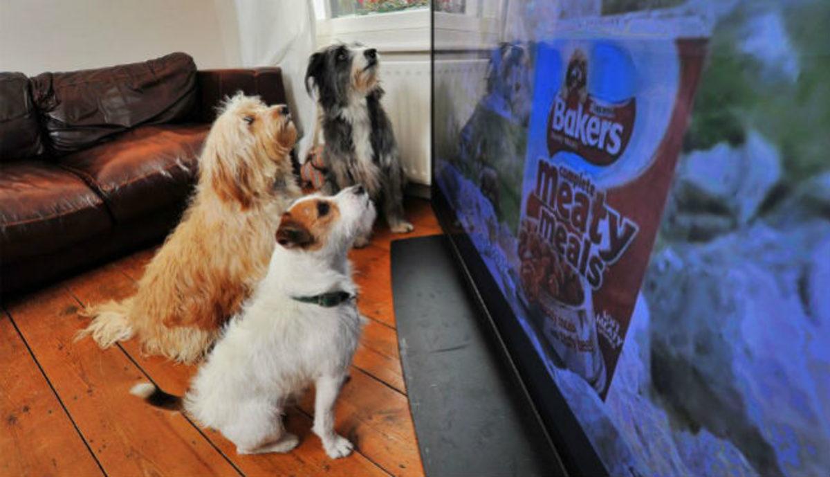 Araştırmacılar, Köpeklerin Televizyon Ekranına İlgilerini Bilimsel Olarak Açıkladılar