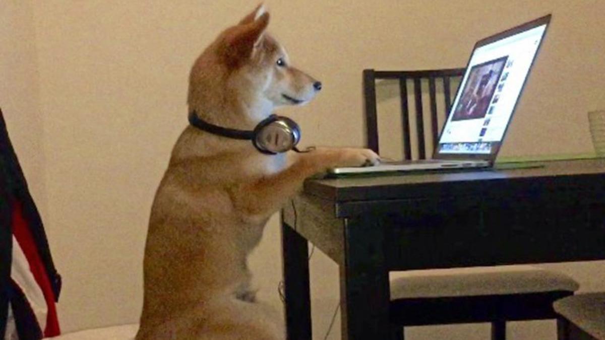 Araştırmacılar, Köpeklerin Televizyon Ekranına İlgilerini Bilimsel Olarak Açıkladılar