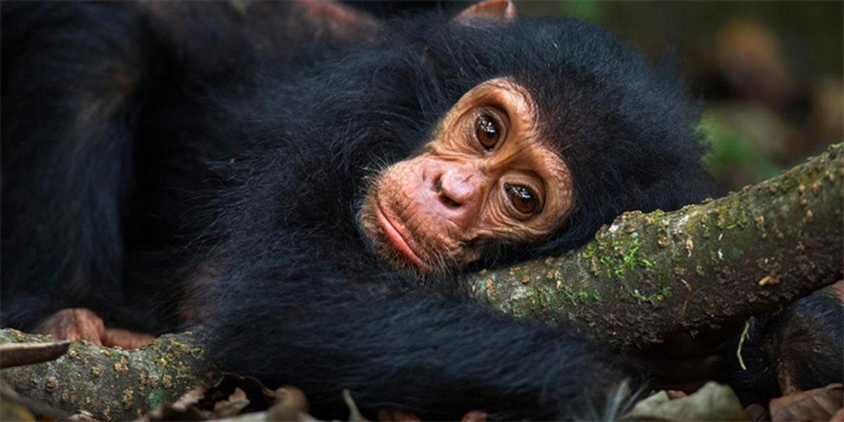 Instagram Kullanan Viral Şempanze Videosu Hakkında Acı Gerçekler