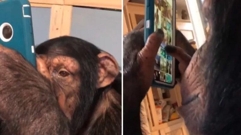 Instagram Kullanan Viral Şempanze Videosu Hakkında Acı Gerçekler