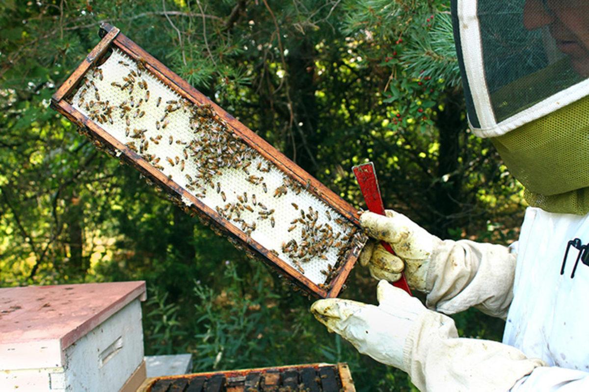 Bilim İnsanları, Arı Beyni ile İnsan Beyni Arasında Benzerlik Keşfetti