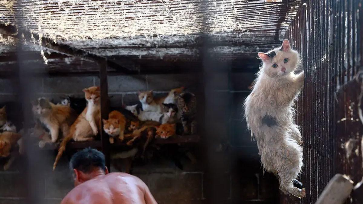 Çin’in Shenzhen Kentinde Kedi ve Köpek Eti Tüketimi Yasaklanıyor