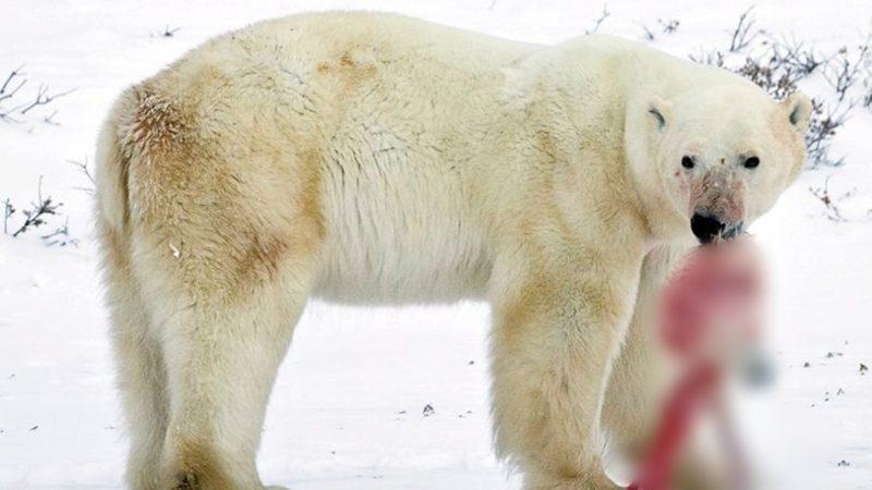 İklim Değişikliğinin Kutup Ayılarını Yamyamlığa Zorladığı 18+ Görüntüler